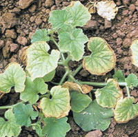 Micronutriente importante para as plantas sendo que sua deficiência(injúria) é evidenciada por clorose nas folhas